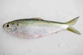 Image result for Alosa pseudoharengus