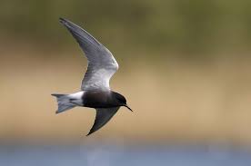 Attēlu rezultāti vaicājumam “Chlidonias niger”