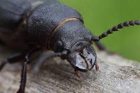 Attēlu rezultāti vaicājumam “Spondylis buprestoides”