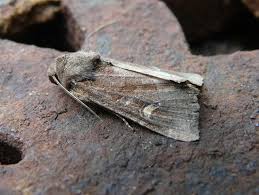 Attēlu rezultāti vaicājumam “Celaena leucostigma”