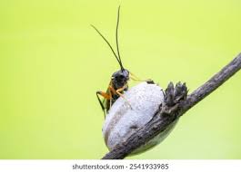 Attēlu rezultāti vaicājumam “Ichneumonidae cocoon”