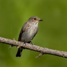Attēlu rezultāti vaicājumam “Muscicapa striata”
