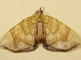 Attēlu rezultāti vaicājumam “Eulithis sp.”