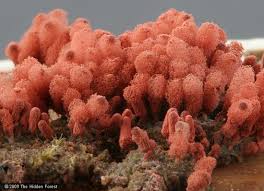 Attēlu rezultāti vaicājumam “Arcyria denudata spores”