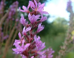 Image result for Lythrum salicaria