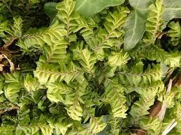 Attēlu rezultāti vaicājumam “Plagiochila asplenioides”