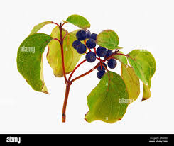 Attēlu rezultāti vaicājumam “Cornus sanguinea fruit”