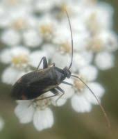 Attēlu rezultāti vaicājumam “Adelphocoris seticornis”