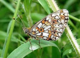 Attēlu rezultāti vaicājumam “Clossiana selene”