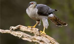 Image result for Goshawks G C