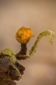 Attēlu rezultāti vaicājumam “Trichia erecta”