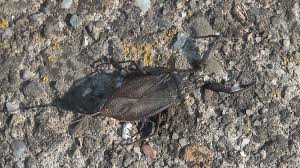 Attēlu rezultāti vaicājumam “Nepa cinerea nymph”