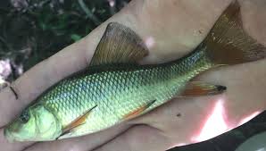 Image result for Moxostoma macrolepidotum