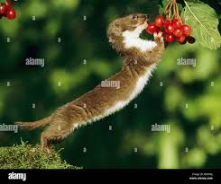 Attēlu rezultāti vaicājumam “Mustela nivalis adult”