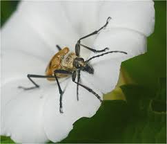 Attēlu rezultāti vaicājumam “Pachyta quadrimaculata”