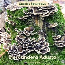 Attēlu rezultāti vaicājumam “Bjerkandera adusta”