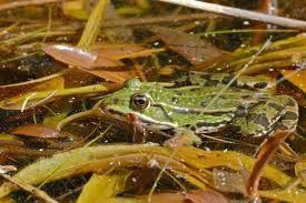 Attēlu rezultāti vaicājumam “Pelophylax adult”