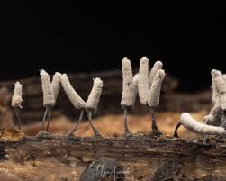 Attēlu rezultāti vaicājumam “Craterium aureum spores”