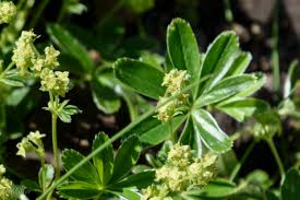Attēlu rezultāti vaicājumam “Alchemilla vulgaris aggr. flower”