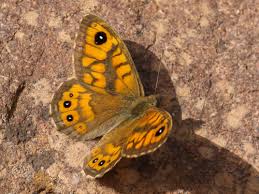 Attēlu rezultāti vaicājumam “Lasiommata megera underside”