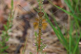 Attēlu rezultāti vaicājumam “Sympetrum flaveolum”