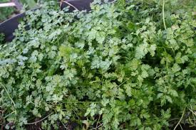 Image result for Anthriscus cerefolium