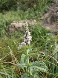 Attēlu rezultāti vaicājumam “Mentha longifolia”