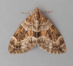 Attēlu rezultāti vaicājumam “Orthosia gracilis”