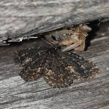 Attēlu rezultāti vaicājumam “Parascotia fuliginaria”