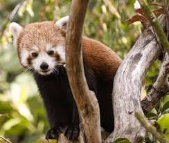 Image result for Braishfield Ultimate