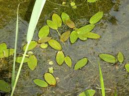 Attēlu rezultāti vaicājumam “Potamogeton trichoides”