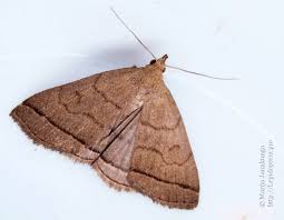 Attēlu rezultāti vaicājumam “Zanclognatha tarsipennalis”