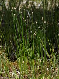 Attēlu rezultāti vaicājumam “Eleocharis palustris flower”