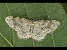 Attēlu rezultāti vaicājumam “Hydrelia sylvata”