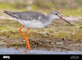 Image result for Tringa erythropus