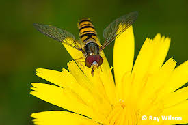 Attēlu rezultāti vaicājumam “Episyrphus balteatus”