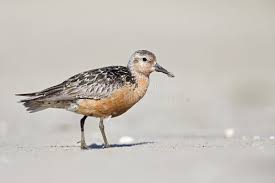 Attēlu rezultāti vaicājumam “Calidris canutus adult”