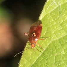 Attēlu rezultāti vaicājumam “Lygus pratensis”