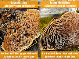 Attēlu rezultāti vaicājumam “Gloeophyllum abietinum”