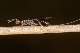 Attēlu rezultāti vaicājumam “Torymidae”