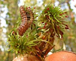 Attēlu rezultāti vaicājumam “Ommatoiulus vilnensis”