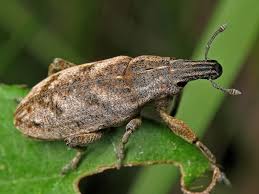 Attēlu rezultāti vaicājumam “Cleonis pigra”