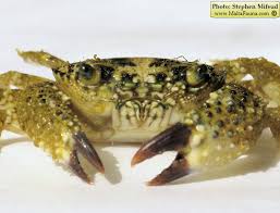 Image result for Eriphia verrucosa