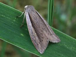 Attēlu rezultāti vaicājumam “Mythimna flammea”