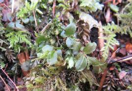 Attēlu rezultāti vaicājumam “Rhizomnium punctatum”