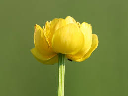 Attēlu rezultāti vaicājumam “Trollius europaeus bud”