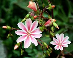 Image result for Bitterwurz