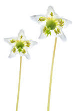 Attēlu rezultāti vaicājumam “Pyrolaceae”