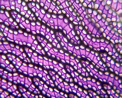 Attēlu rezultāti vaicājumam “Sphagnum subsecundum”