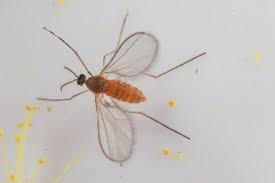 Attēlu rezultāti vaicājumam “Cecidomyiidae”